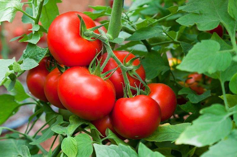 Опыт лучших огородников по выращиванию томатов