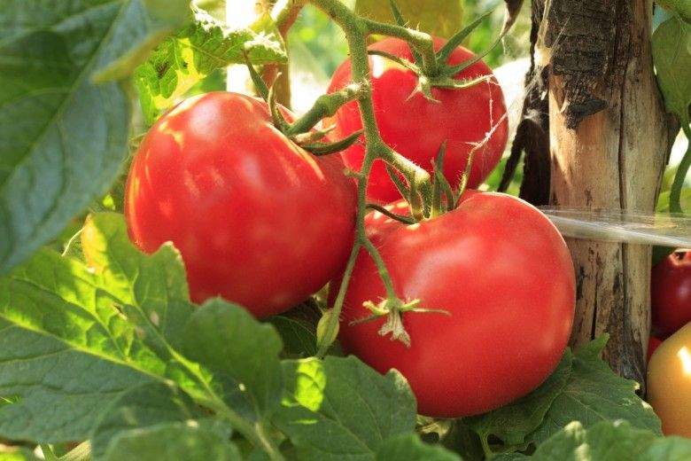 Лучшие сорта помидоров для теплицы и открытого грунта