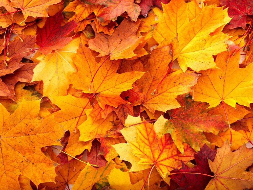 Осенний компост из опавших листьев